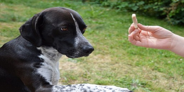 Comment apprendre les ordres « lâche » ou « donne » à son chien ?