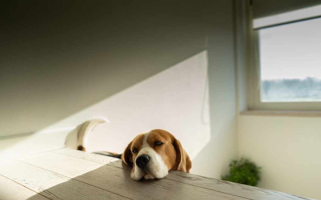 Beagle : comment l’éduquer ? Conseils de dressage