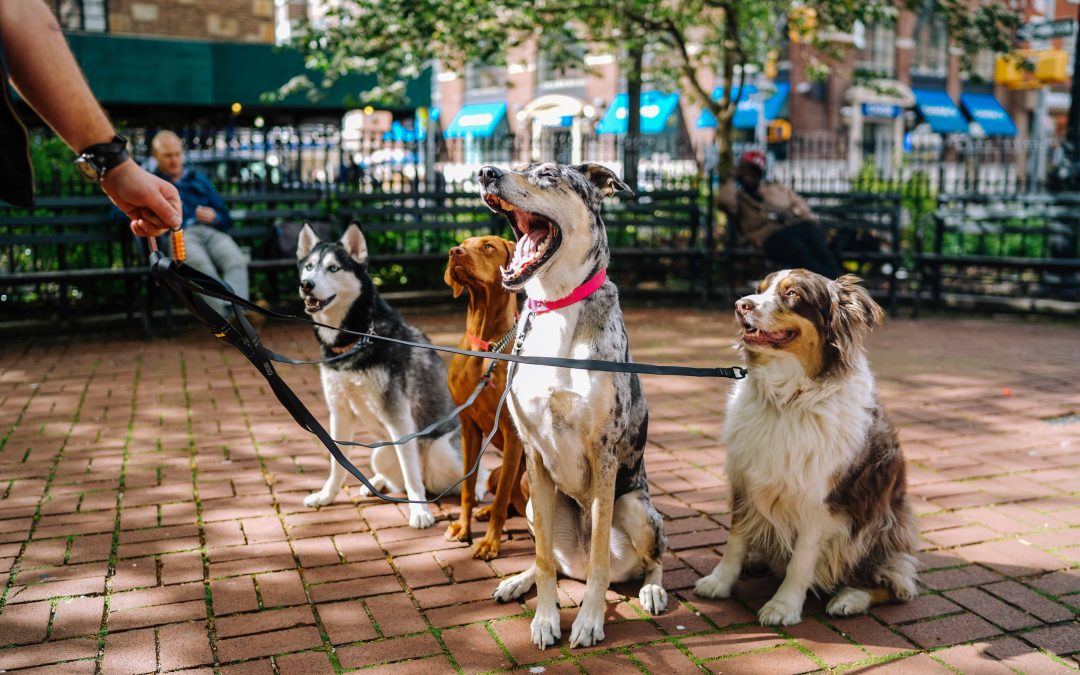 Avoir un chien en ville: quels comportements adopter?