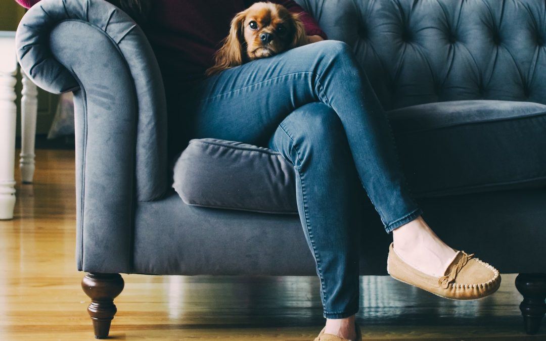 Interdire le canapé à son chien: nos conseils